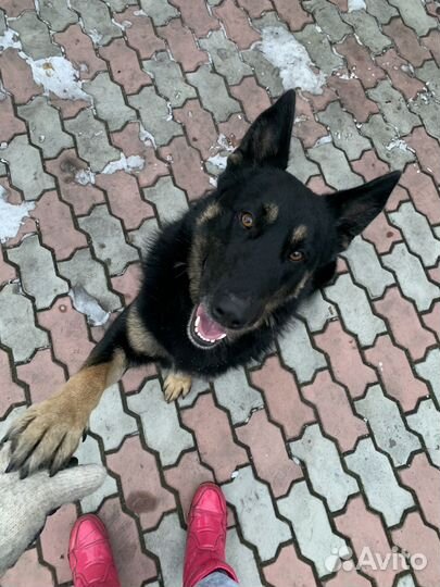 Собака вязка