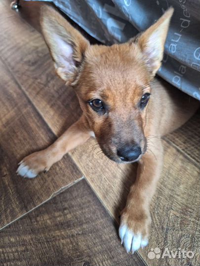 Отдам собаку в добрые руки