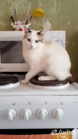 Пристраиваются в добрые руки