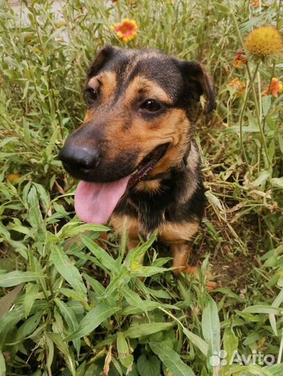 Малшка ищет дом