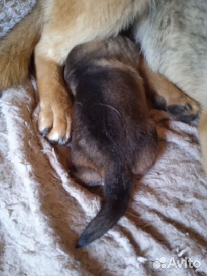 Домашние животные