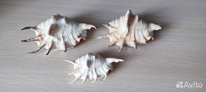 Морские ракушки