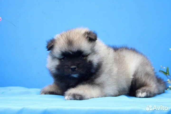 Щенок кеесхонда