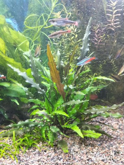 Аквариумные растения