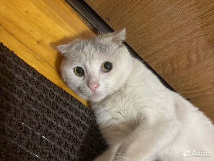 Кот в добрые руки