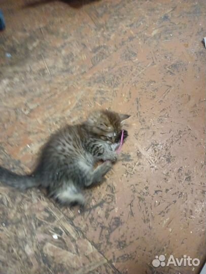 Кошки в добрые руки бесплатно