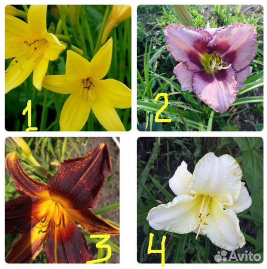 Астильбы,лилейники