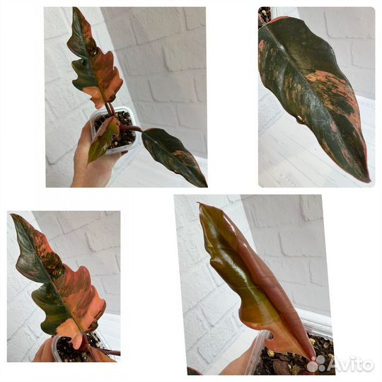 Филодендрон карамель марбл