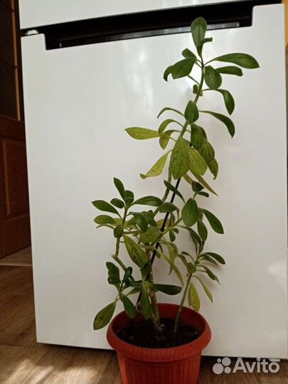 Молочай синадениум (дерево любви)