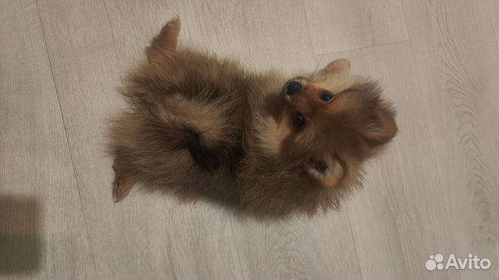 Померанский шпиц