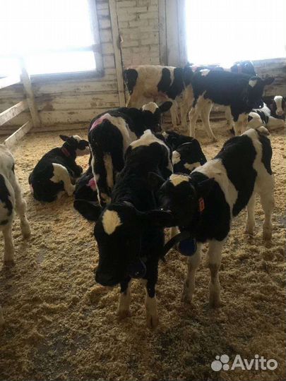 Телята бычки