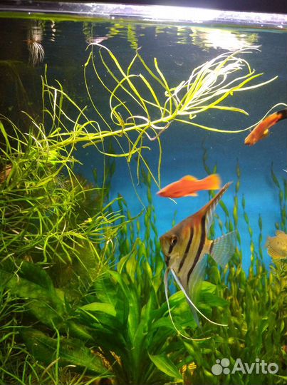Аквариумные растения роголистник