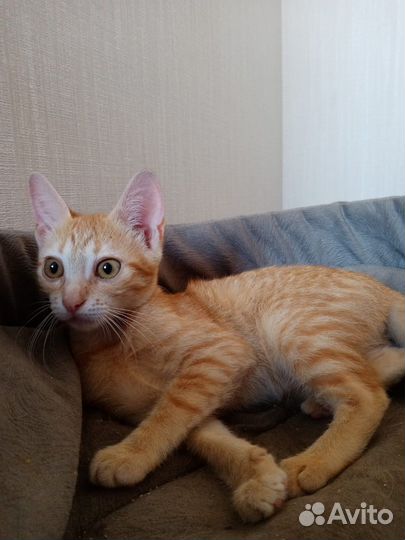 Найден Котенок