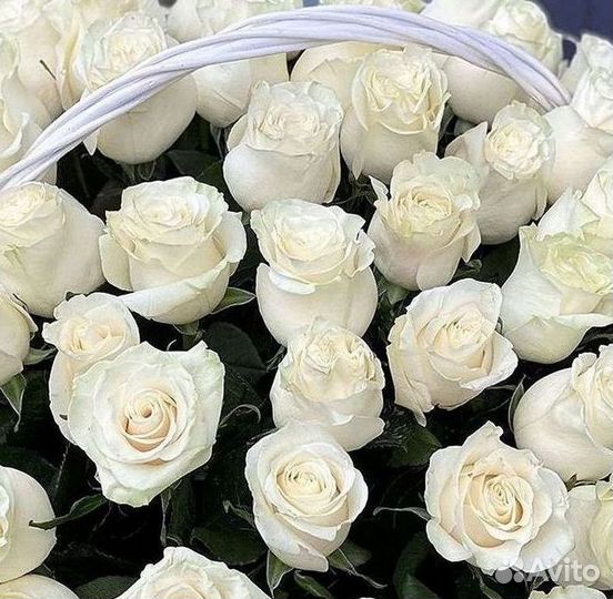 Высокие Розы с Доставкой