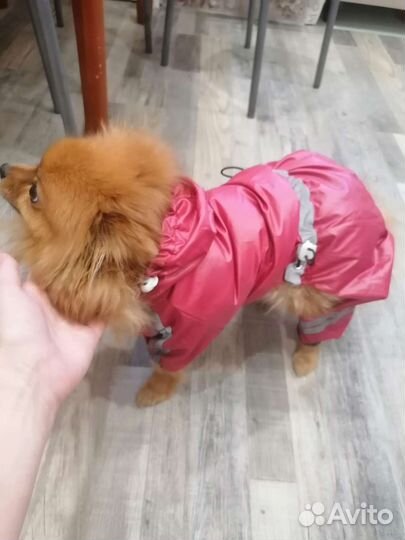 Комбинезон для собаки, тонкий комбез, плащевка