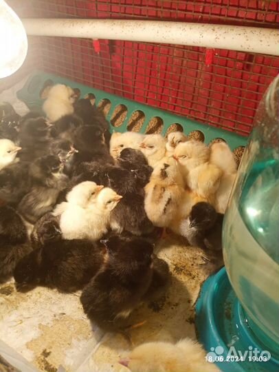 Цыплята суточные