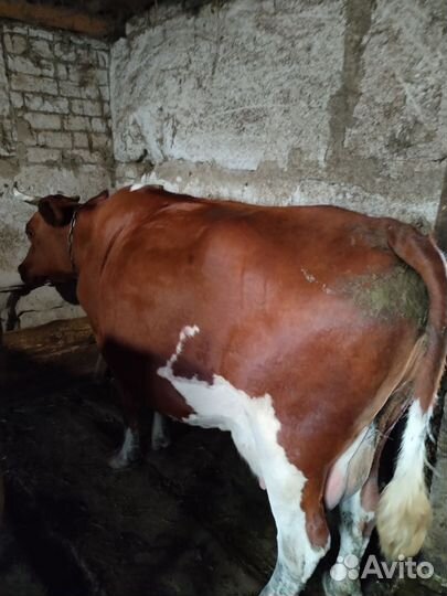 Телята, коровы