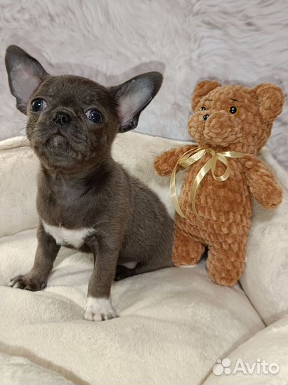 Чихуахуа мальчик