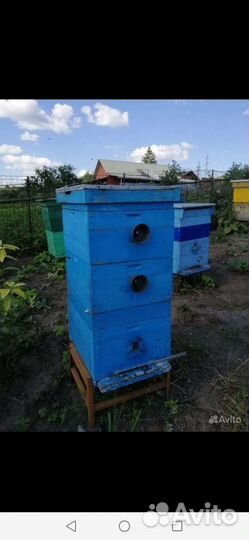 Пчелы пчелосемьи