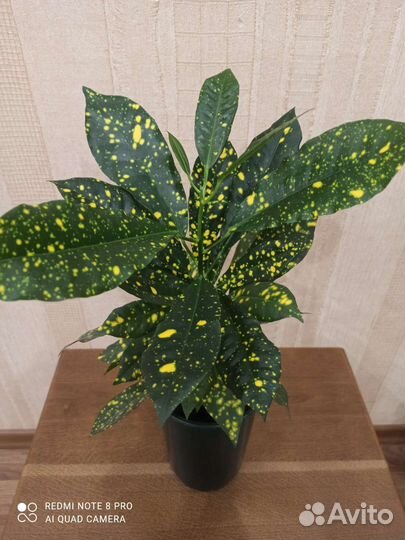 Кротон пестролистный