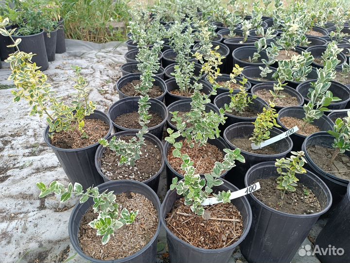 Самшит/Бересклет