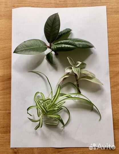 Комнатные растения цветы