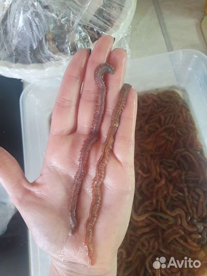 Морской червь (моряк)