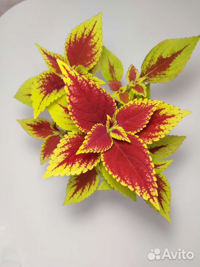 Колеусы вегетативные