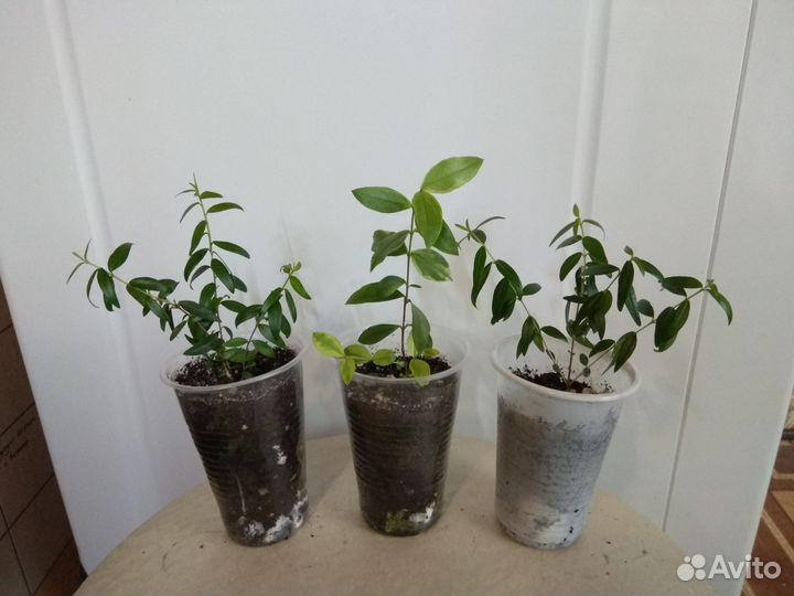 Фикус ампельный Пумила