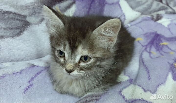 Котята 1,5 месяца
