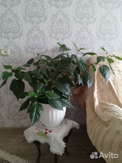 Комнатные цветы