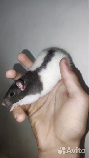 Крыса дамбо бесплатно