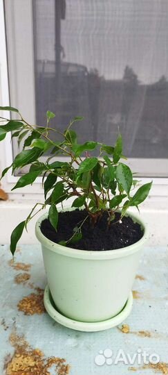 Фикус бенджамина Даниэль