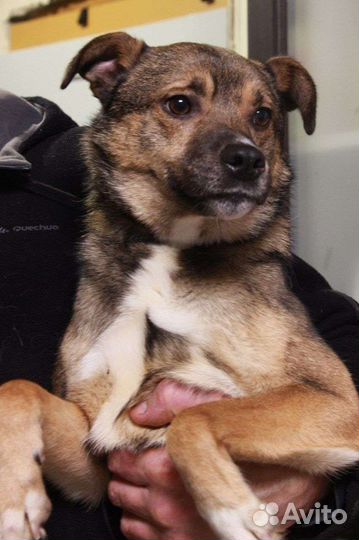 Гномик ищет верного друга