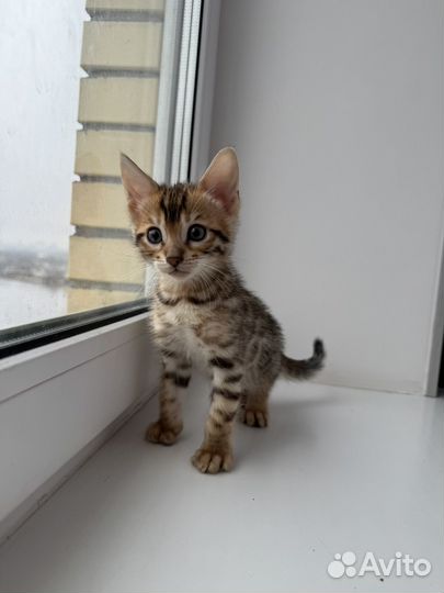 Бенгальский котенок (мальчик )