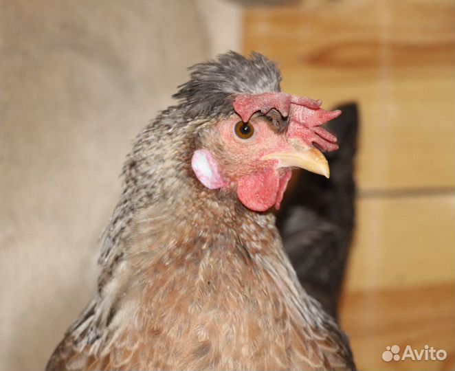 Инкубационное яйцо кремового хохлатого легбара