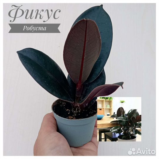 Фикус Робуста