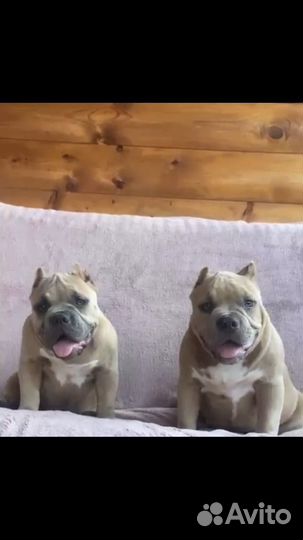 Американский булли девочки