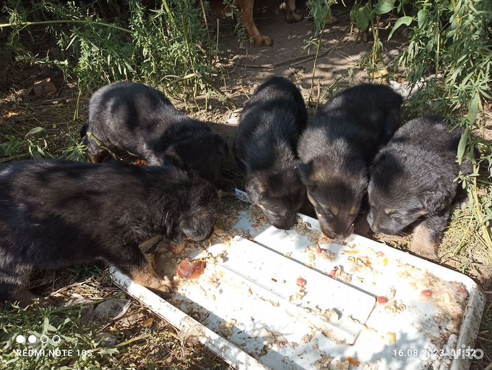 Щенки немецкой овчарки помесь.Бесплатно