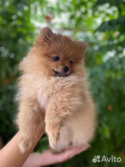 Щенок померанского шпица