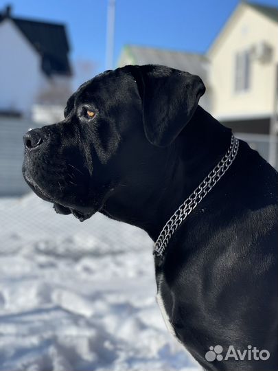 Вязка кане корсо кобель