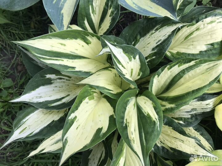 Хосты сортовые