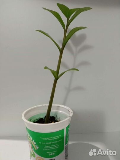 Замиокулькас долларовое дерево