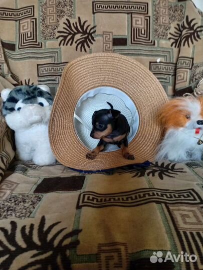 Той-терьер щенки