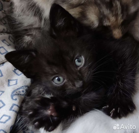 Котята, ищут дом и друзей в нём