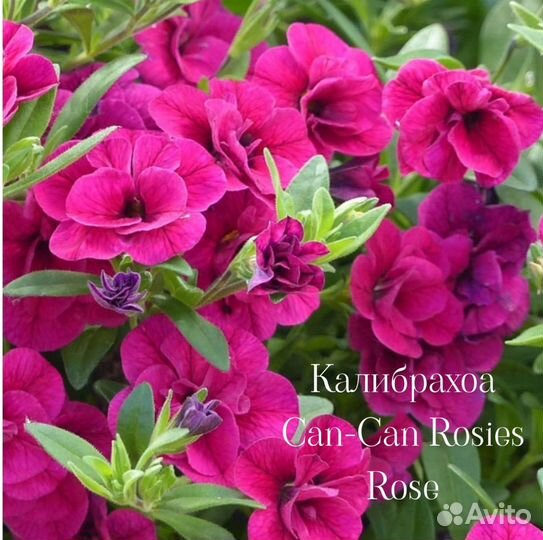 Калибрахоа много сортов