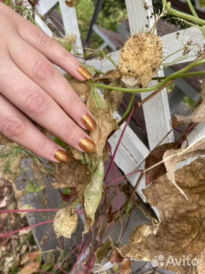 Ищу мадель на маникюр