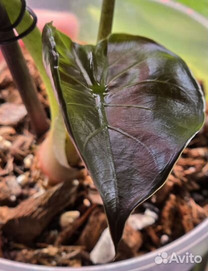 Алоказия венти