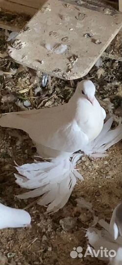 Продам бойных голубей