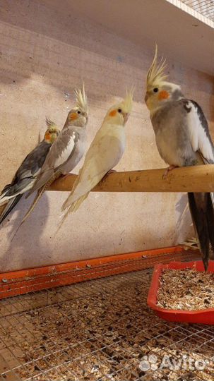 Попугай корелла